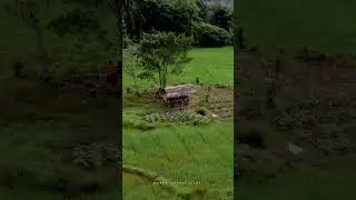 Beautiful paddy field 🌾😍 #shorts #dronevideo #village #srilanka