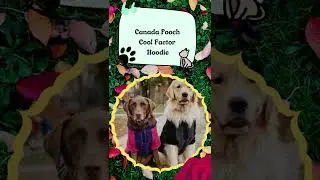Best Winter Coats & Jackets For Dogs #shorts #petshorts #dog