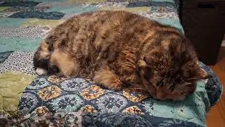 Adorable Slow Blink: The Queen of Cozy Cat Vibes 👑🐾