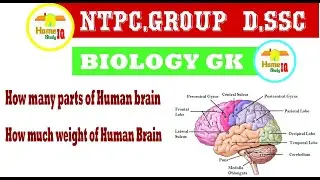 Science GK || Human brain || Biology gk from human brain || general knowledge for NTPC,HOME STUDY IQ