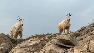 Mountain Goats in Montana