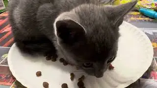 Angry kitty eating his food