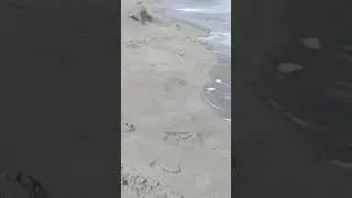 bird vs sea #funnybird #beachlife #seabirds