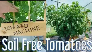 Soil Free Tomatoes!
