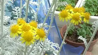 【シロタエギク】今年も咲きました！