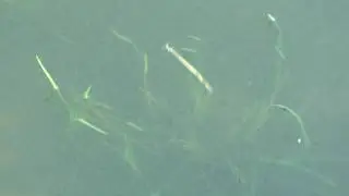 Haft / Eendagsvlieg - Vreemd Insect met sliertje