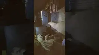 #loopyloop