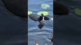 Лысухи кормят птенцов😻