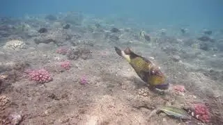 Гигантский титановый Триггер.Dr&uuml;ckerfisch. Giant Titan Triggerfish.DSCF0609