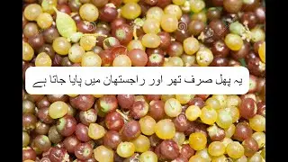 Pilu Fruit in Thar Desert || پيرون ٿر جا || Saroop Khatri