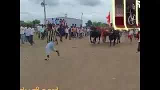 in mudhol tarabanddi race