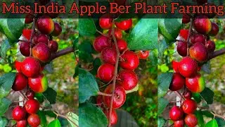 Miss India Apple Ber plant available contact me☎️ 8597228859🌱🌱#plants #trendingvideo #youtubevideo 