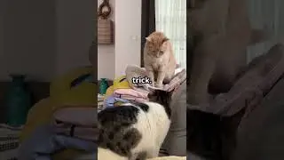 Hilarious cat pranks