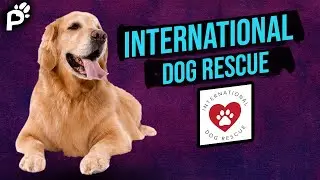 International Dog Rescue | Laura Sinclair | Pawareness Podcast Ep. 18
