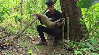 Create amazing trap in the forest to catch wild animals, ancient traps work very well !! Civet Trap