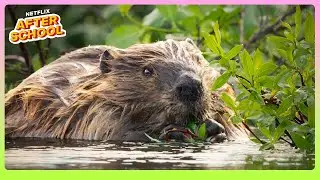 Nature&rsquo;s Engineers: Busy Beavers at Work 🦫 Our Living World | Netflix After School