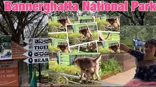 Bannerghatta National Park Bangalore || Bannerghatta Zoo ||🐅