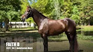 Faith B  - 16.2 - 2021- Andalusian Mare