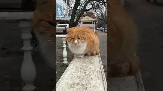 Рыжий хитрюга