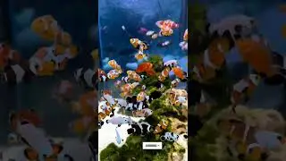 clown fish tank setup #aquarium #clownfish #shorts #viralshorts #shortsfeed