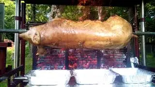 cochon de 30kg a la broche