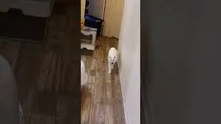 Cat fetching