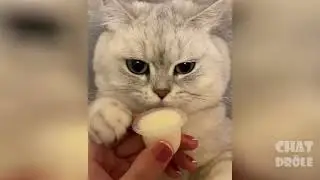 Video de Chat mignon et dr&ocirc;le 2021 ( essayez de ne pas rire 😂😂😂😂)