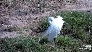 Great egret at Nkorho Bush Lodge, Part 2 - africam - explore.org