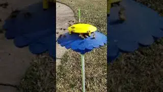 Pollen Feeder, Flower, They're digging it.