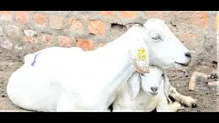 How I Have Picked Up From a Drug overdose at The Farm. #BwogiFarm