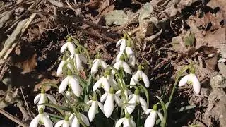 Bees rush to snowdrops, one of the first spring honey flowers.#Bees #Nature #snowdrops  #Spring
