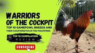 TOP 10 UNDERRATED GAMEFOWL BREEDS AND THEIR CHARACTERISTICS IN THE PHILIPPINES