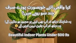 Plant Nursery Shopping in Pakistan 2025 🌿Best Indoor Plants Under 500 Rs: Gardening With Zaim