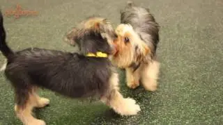 Dogs of Daycare: Cute yorkie puppy comes to play at dog daycare!