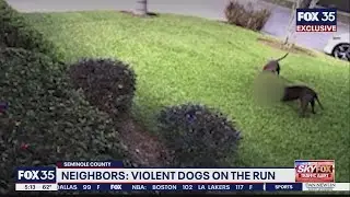 Neighbors: Video shows violent dogs on the run in Seminole County