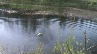 Morphibian Gator Remote Control Toy Review