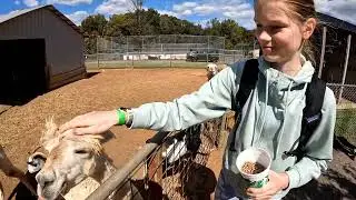 Zootastic-fantastic 😍😍😍.  long boring video.   #zoo #animals #tiger #giraffe #lama