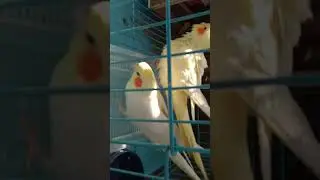Cocktail pre egg laying bath #cocktail #birds #nature #breading #pair 