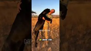 Wild Bond: Human Meets Black Panther in Africa 🖤🐾 #safari #animals #blackpanther