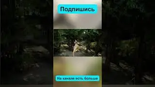 За что я отдам 60 баксов, покупая Ремастер ARK