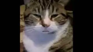 Curiosity the cat responds, The Truth revealed