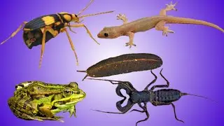 lizards, shellless snails, frogs, beetles, whip scorpions