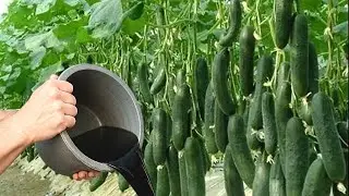 ESSE ADUBO FAZ SEU P&Eacute; DE PEPINO CRESCER E FRUTIFICAR MUITO!!