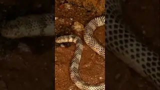 Top 10 Terrifying water snakes the roam in the world🐍 #nature #animals #water #snakes #venomous