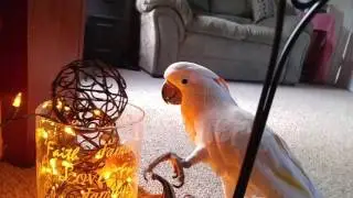 *Volume Alert* Max Finds My Shoes