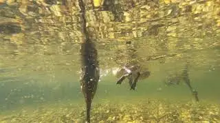 Little ducks are diving | 1444p