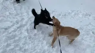 Игры для настроения или как играть маленьким #subscribe #dog #дрессировка #дрессировкасобак #tezeel