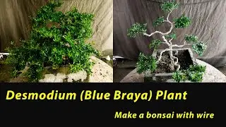 Make A Bonsai With Desmodium Plant //Samaresh Bonsai//2021//