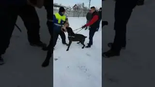 BOSS Training part.2