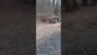 #wild boars The #wild boar is an #amazing #animal. #wildlife  #boars #Wild pig #wild animals